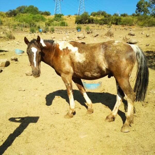 Galán